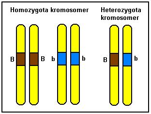 Kromosomer