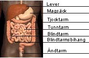 Tarmsystemet