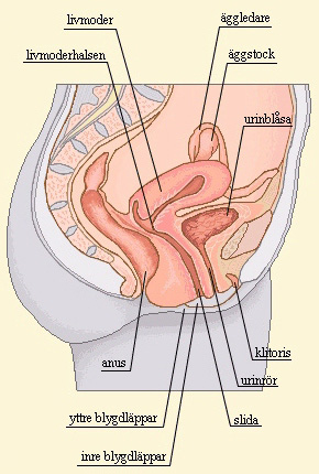 Kvinnans könsorgan