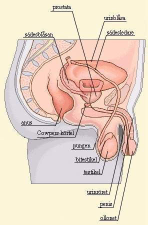 Mannens könsorgan