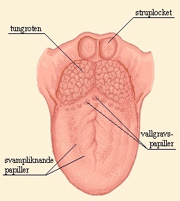 Tungan