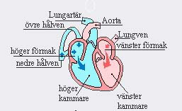 Hjärtat bild 2