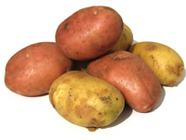 Potatis