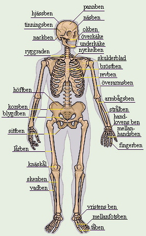 Skelettet