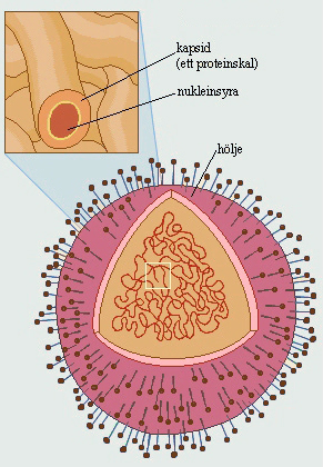 Influensavirus