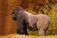 Gorilla