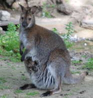 Känguru