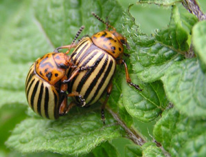 Insekternas uppbyggnad