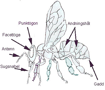 Insekternas uppbyggnad