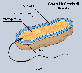 En bakterie