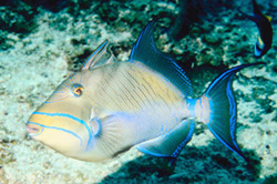 Triggerfish