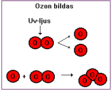 ozon описание работы